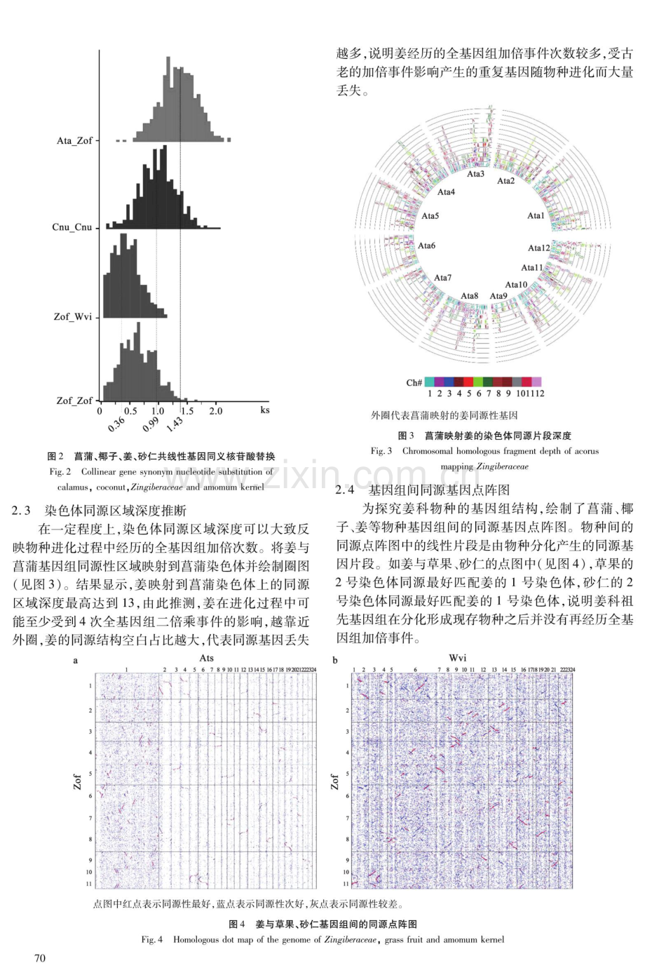 姜科基因组复杂性的比较基因组学研究.pdf_第3页