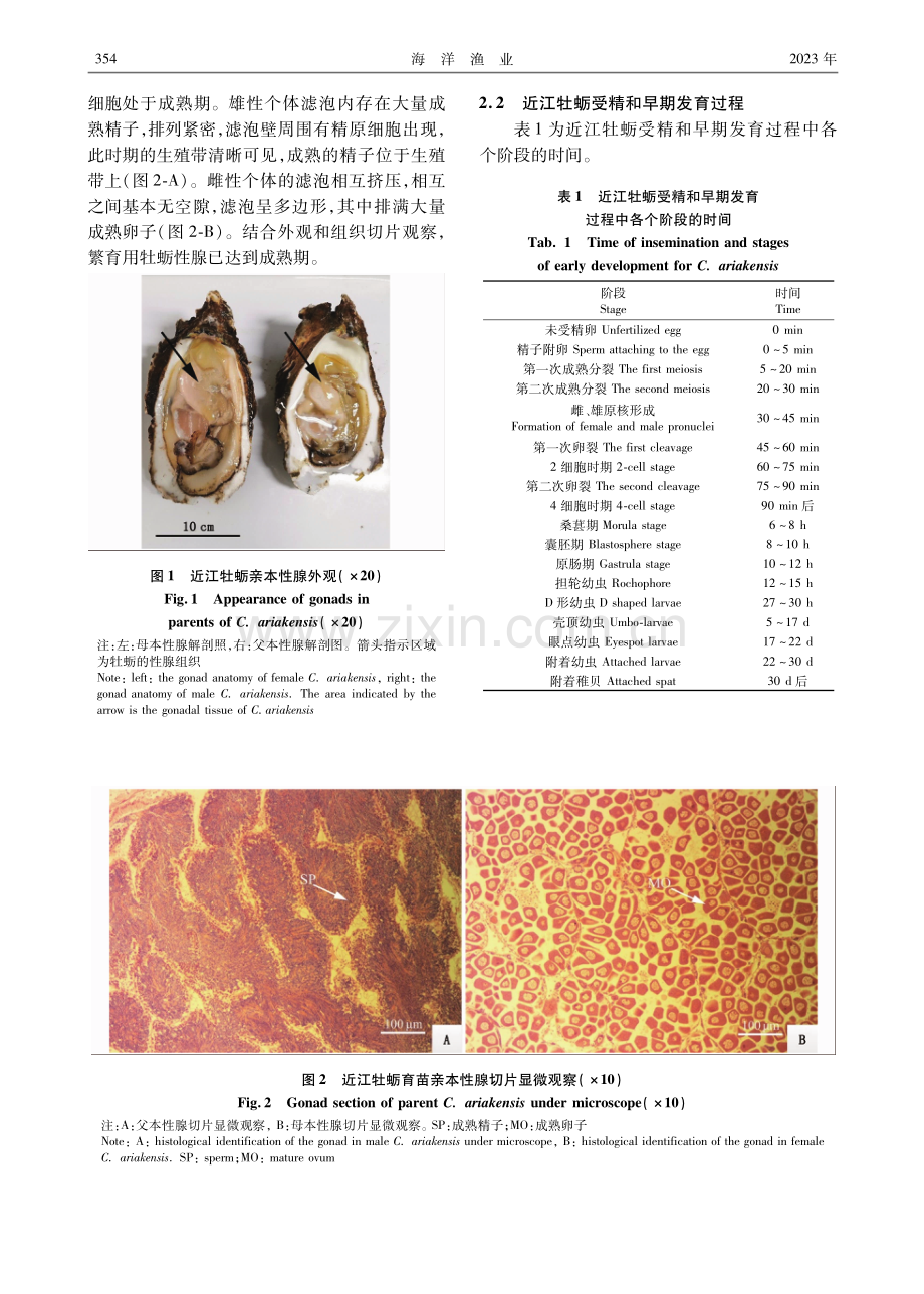 近江牡蛎受精过程、胚胎及早期幼虫发育特征.pdf_第3页