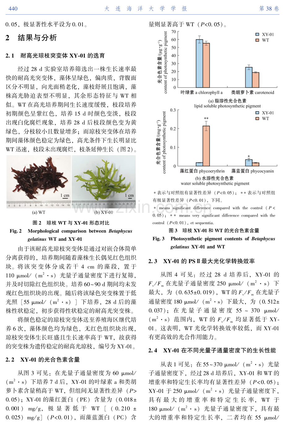 耐高光琼枝突变体XY-01的选育及生产性能评价.pdf_第3页