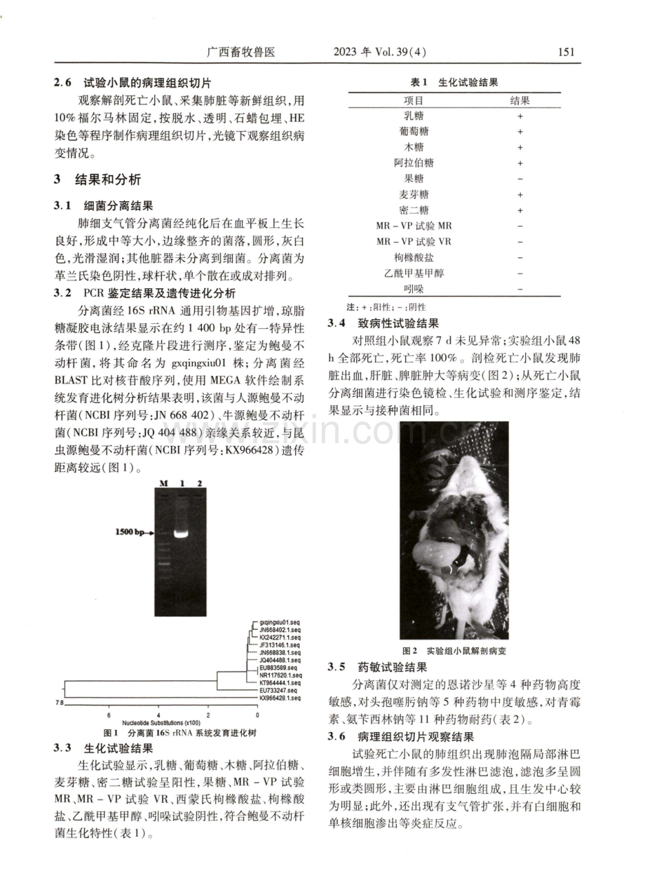 牛源鲍曼不动杆菌的分离鉴定及病原性分析.pdf_第2页