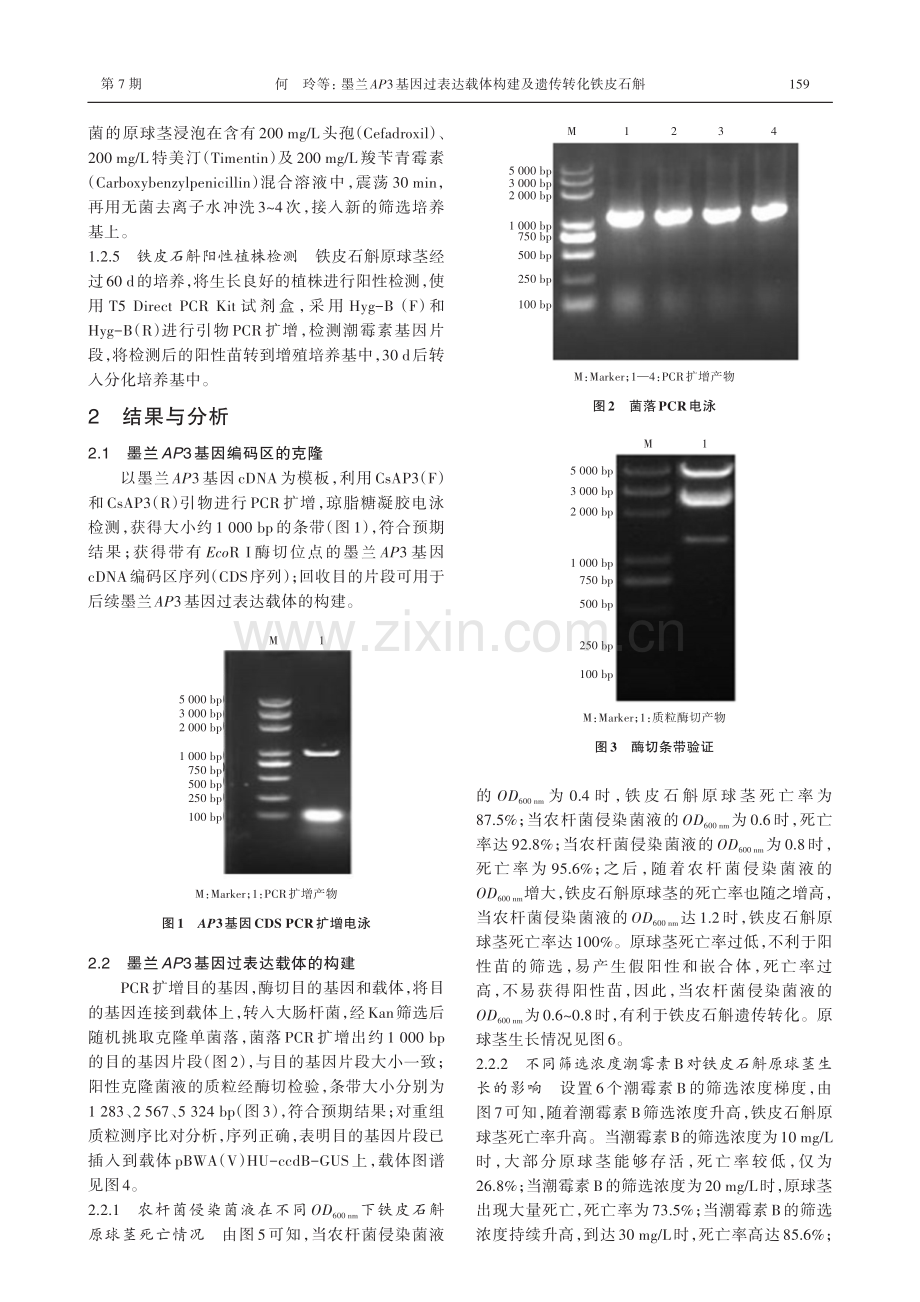 墨兰AP3基因过表达载体构建及遗传转化铁皮石斛.pdf_第3页