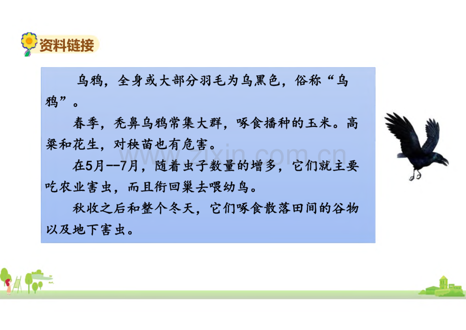 《乌鸦喝水》完整教学_课件(精选6篇).pdf_第3页