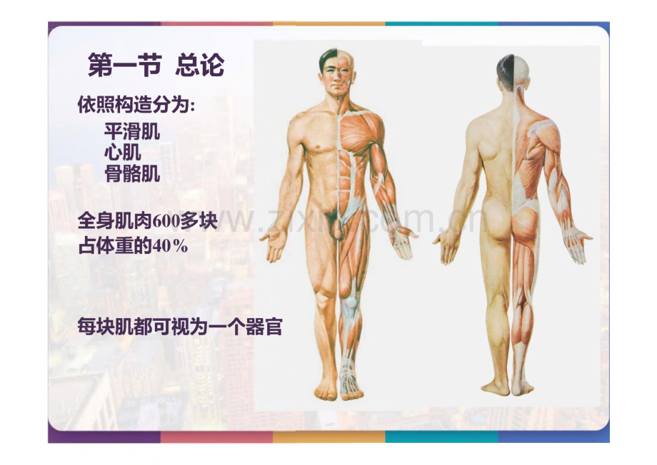 解剖学肌肉学_课件.pdf_第2页