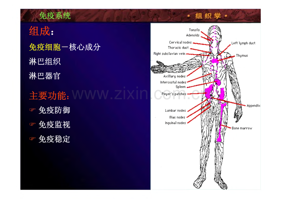 组织学与胚胎学：11免疫系统.pdf_第2页