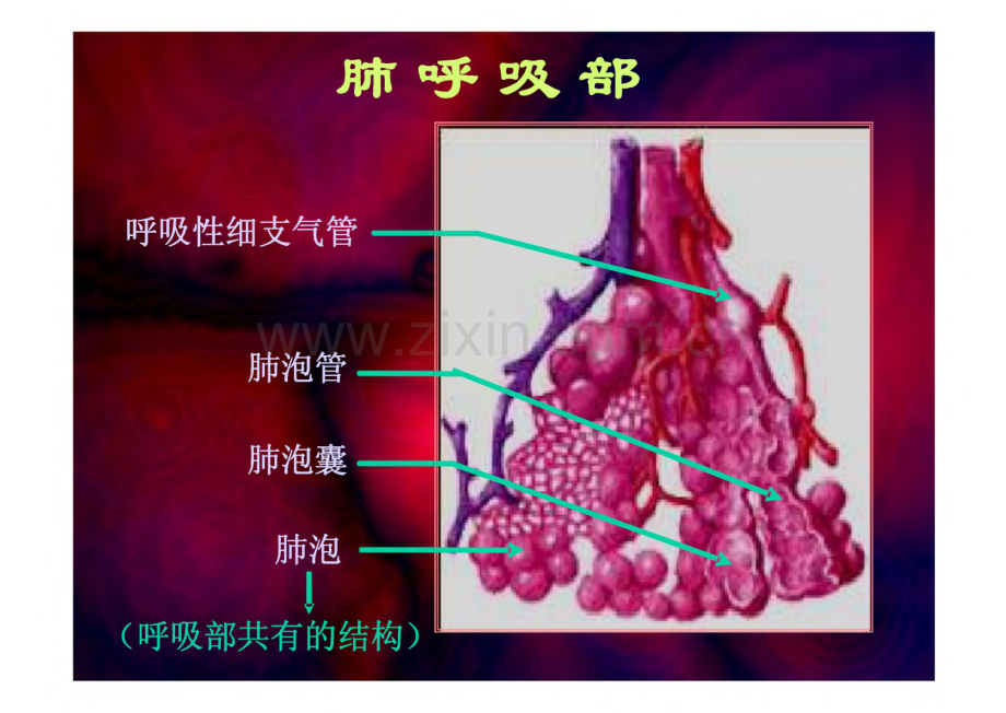 组织学与胚胎学：14呼吸.pdf_第1页