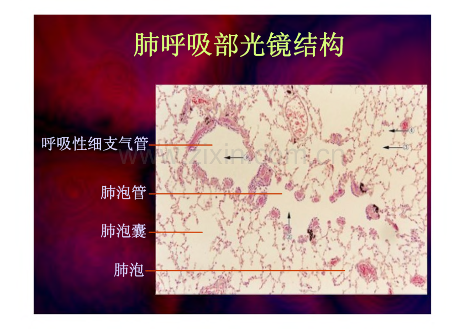 组织学与胚胎学：14呼吸.pdf_第2页