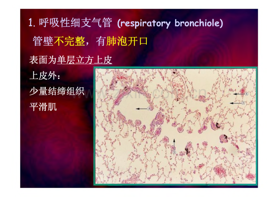 组织学与胚胎学：14呼吸.pdf_第3页