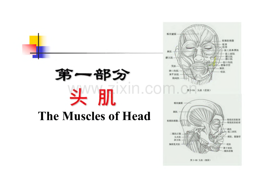 《运动解剖学》-肌学.pdf_第3页