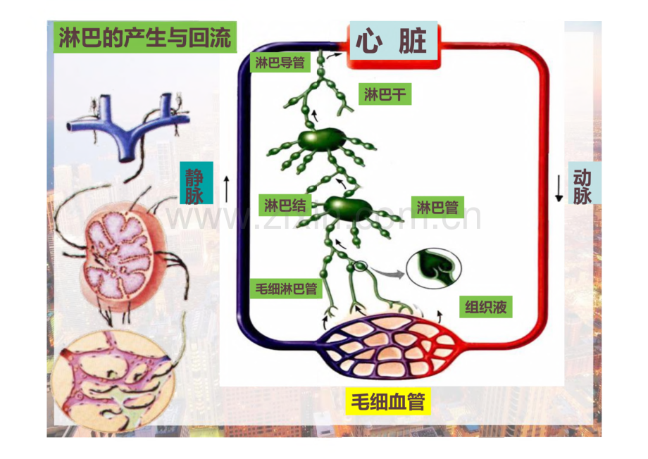 系统解剖学淋巴系统.pdf_第3页