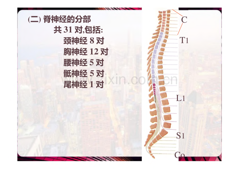 神经系统脊神经.pdf_第3页