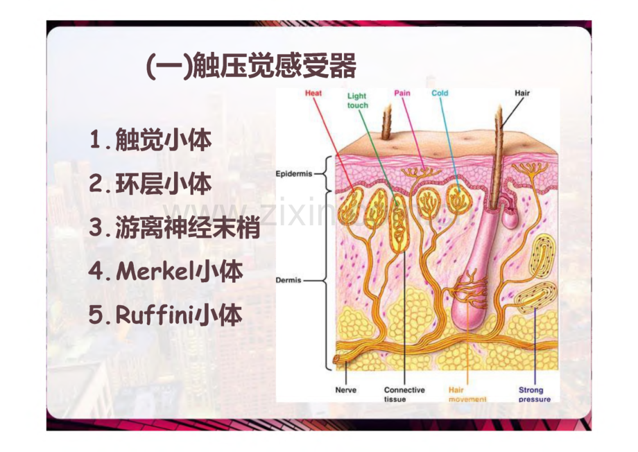 神经系统的感觉分析功能.pdf_第2页