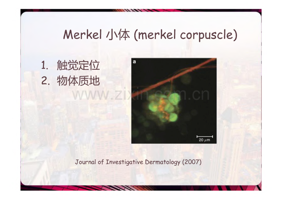 神经系统的感觉分析功能.pdf_第3页