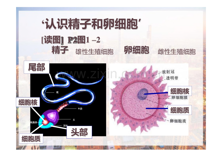 新生命的诞生.pdf_第2页