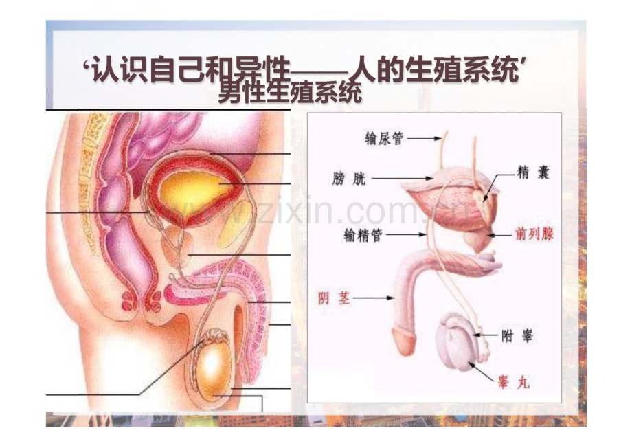 新生命的诞生.pdf_第3页