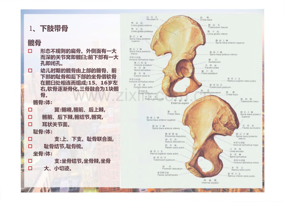 下肢的肌肉_课件.pdf_第2页