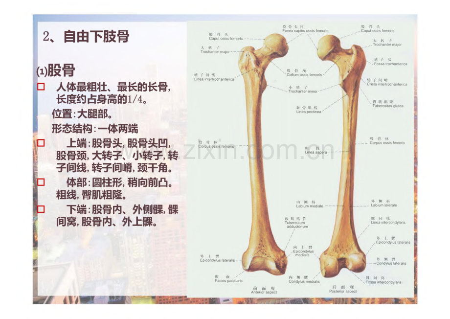 下肢的肌肉_课件.pdf_第3页