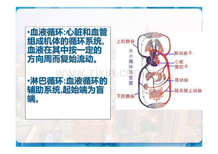 循环系统解剖结构.pdf_第2页