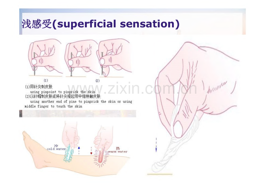 神经系统体格检查感觉运动部分.pdf_第2页