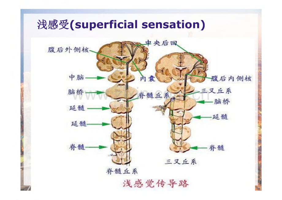 神经系统体格检查感觉运动部分.pdf_第3页