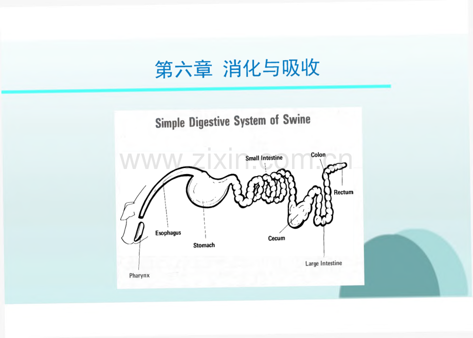 生理学教学课件06消化与吸收.pdf_第1页