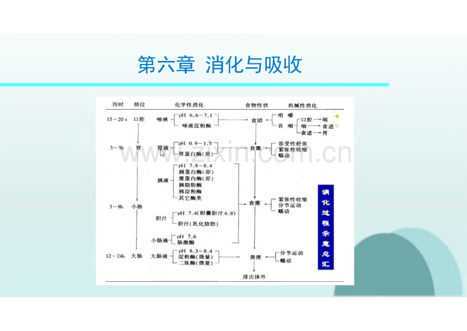 生理学教学课件06消化与吸收.pdf_第3页