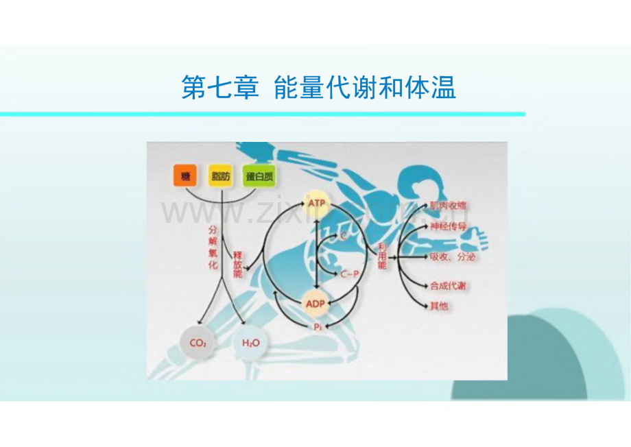 生理学教学课件07能量代谢和体温.pdf_第1页