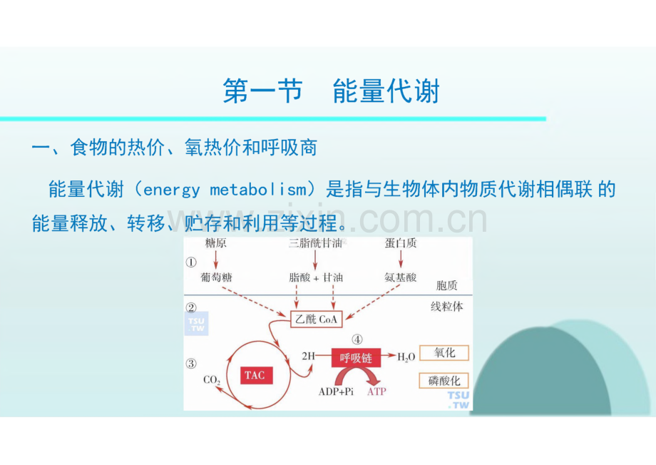 生理学教学课件07能量代谢和体温.pdf_第2页