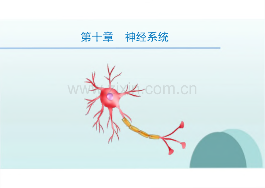 生理学教学课件10神经系统.pdf_第1页