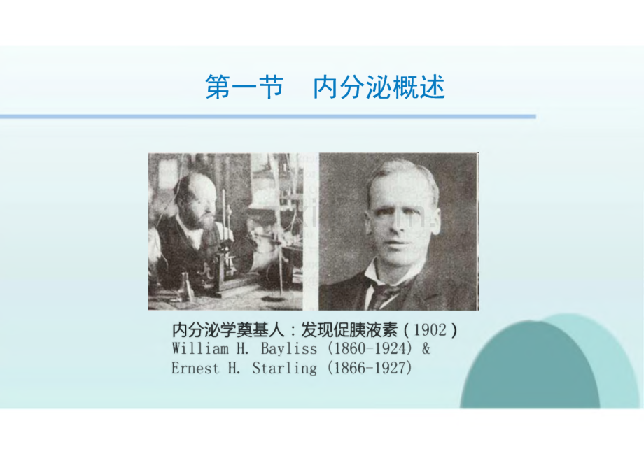 生理学教学课件11内分泌.pdf_第3页