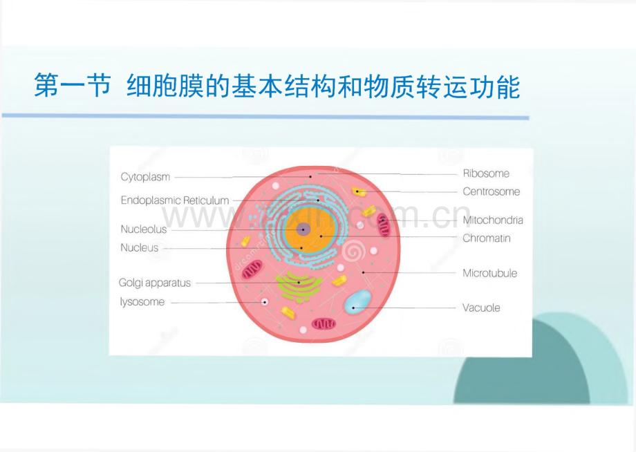 生理学教学课件02细胞的基本功能.pdf_第3页