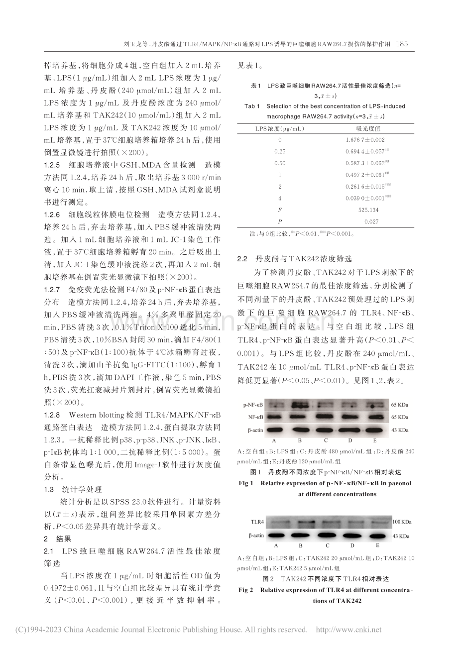 丹皮酚通过TLR4_MAP...W264.7损伤的保护作用_刘玉龙.pdf_第3页