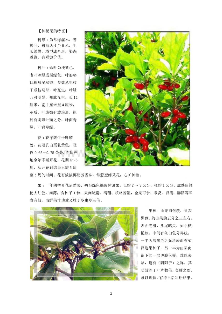 神秘果的功效与种植.pdf_第2页