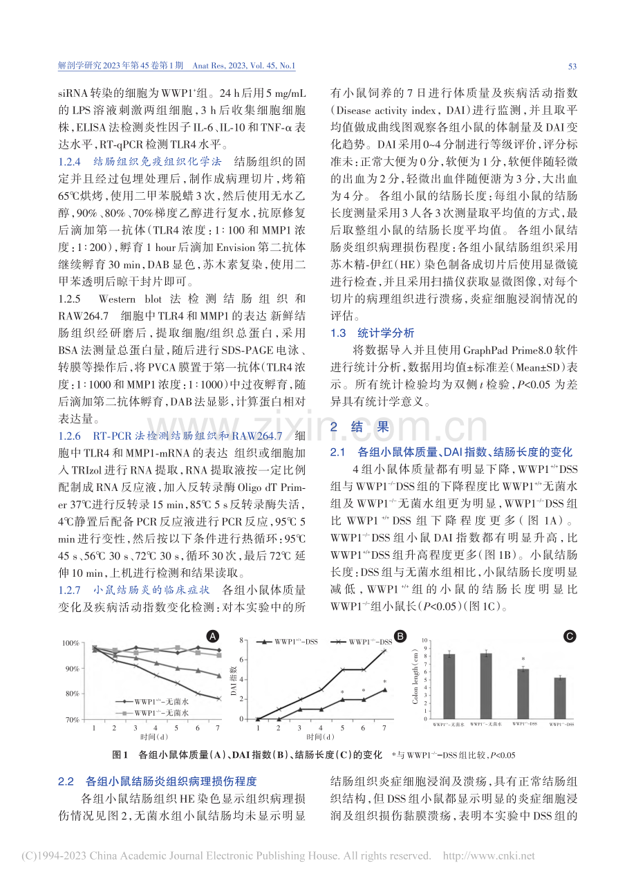 E3蛋白泛素连接酶WWP1...炎症性肠病炎性聚集中的作用_徐舒佳.pdf_第3页