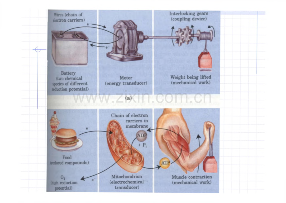 生物化学-第9章 生物氧化.pdf_第3页