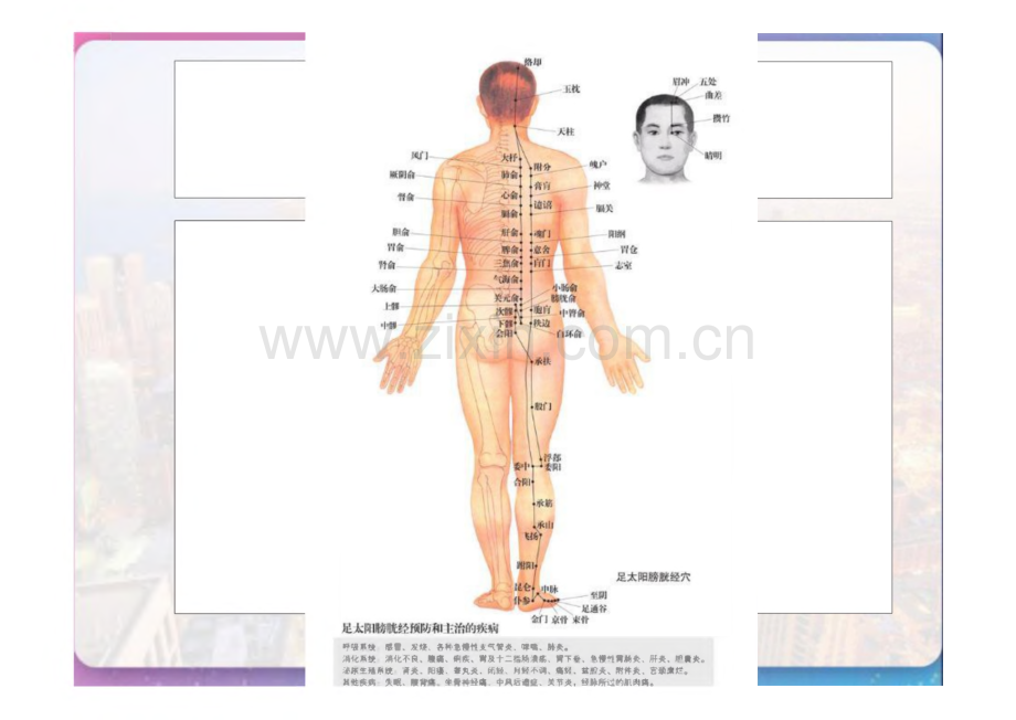 足太阳膀胱经重点.pdf_第3页