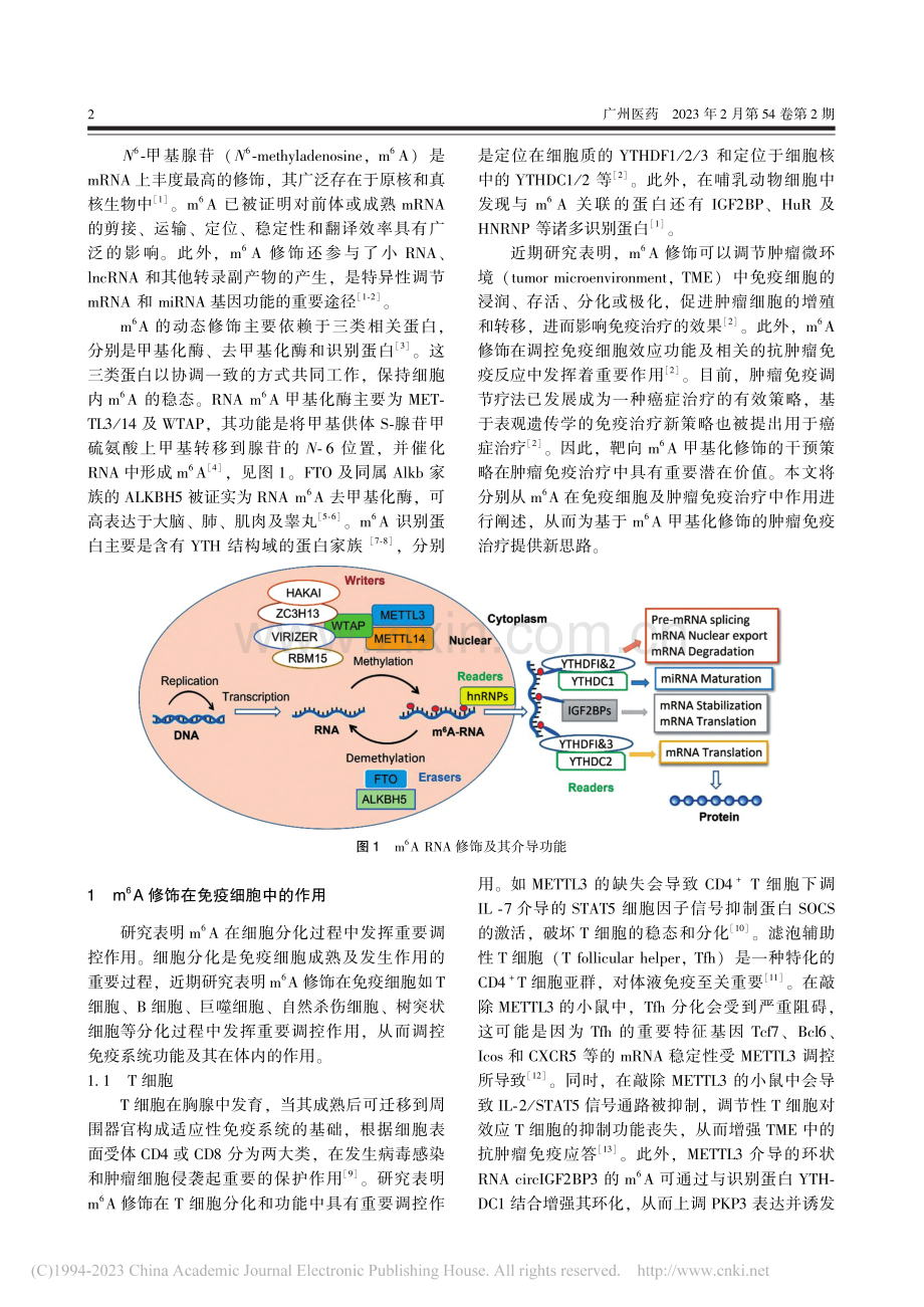 m-6A甲基化修饰在肿瘤免疫中的作用及干预策略_彭彦茜.pdf_第2页