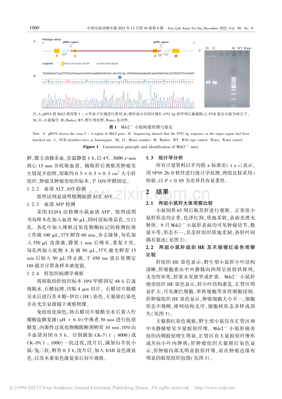 Mdr2基因敲除小鼠建立原发性肝癌模型观察_李萌.pdf_第3页