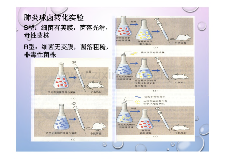 生物化学-第4 章 核酸化学.pdf_第3页