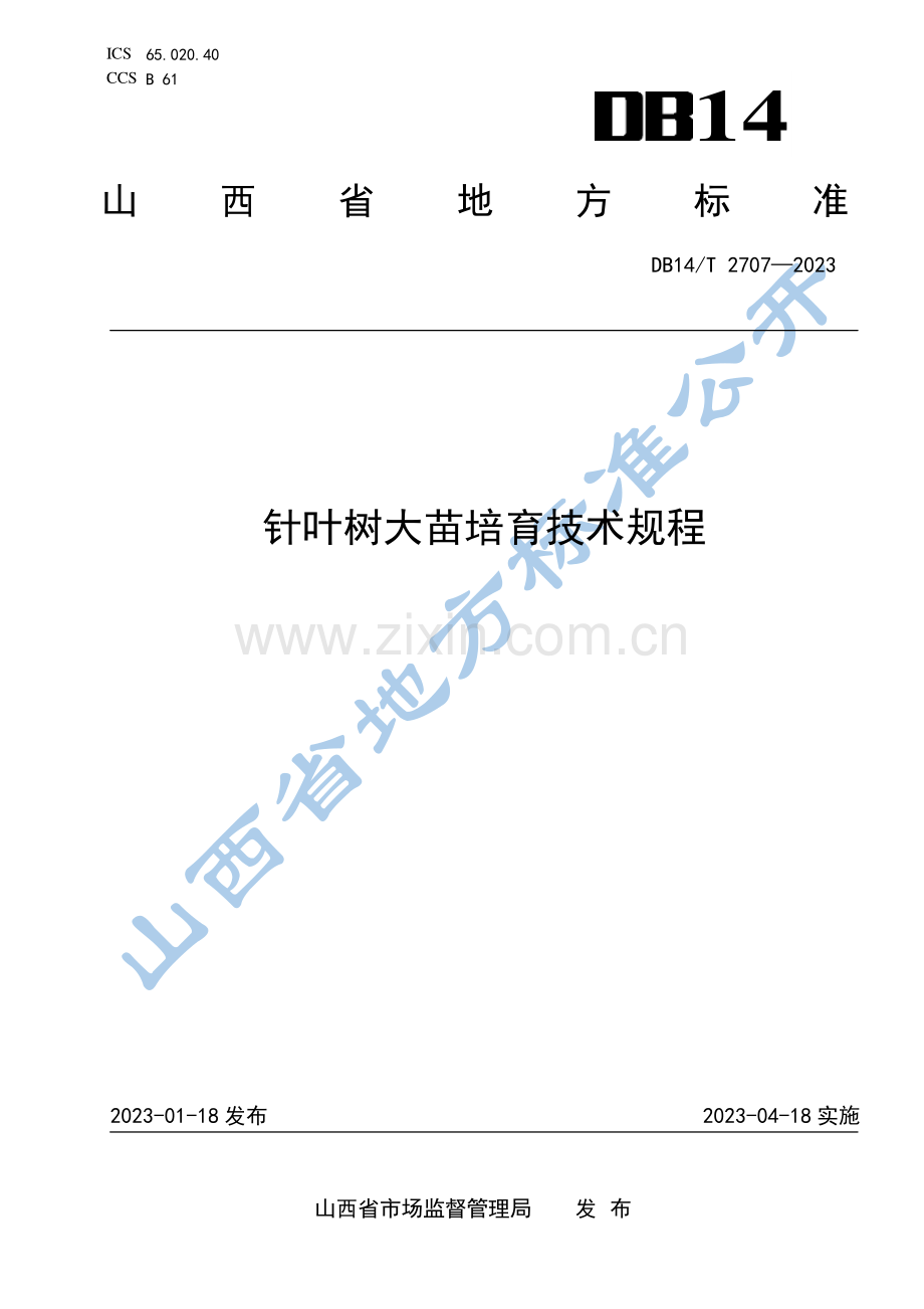 DB14∕T 2707-2023 针叶树大苗培育技术规程(山西省).pdf_第1页