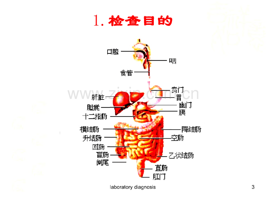 大便常规、临床常用免疫学检查及心肌标志物检查.pdf_第3页