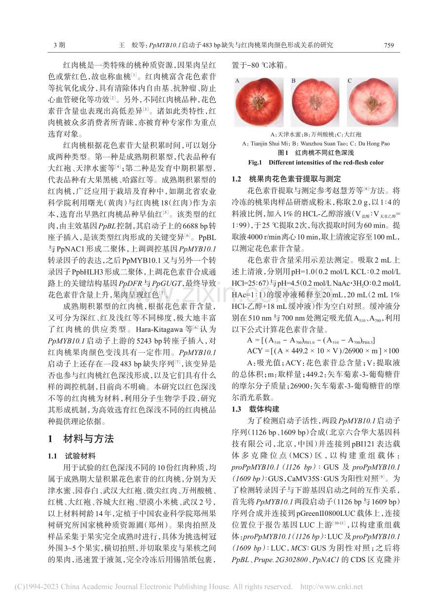 PpMYB10.1启动子4...肉桃果肉颜色形成关系的研究_王蛟.pdf_第2页