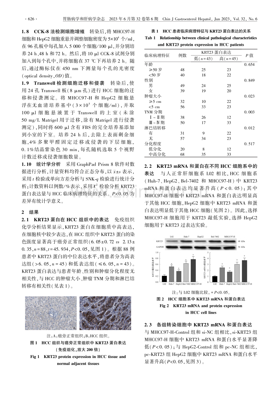 KRT23在肝细胞癌中的表达及对细胞生物学的影响_董勇.pdf_第3页