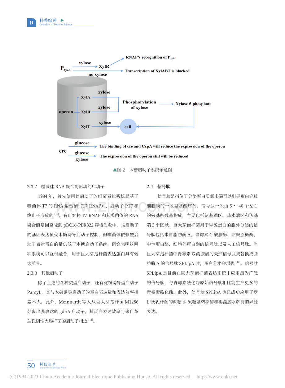 巨大芽孢杆菌表达系统研究进展综述_姚婉议.pdf_第3页