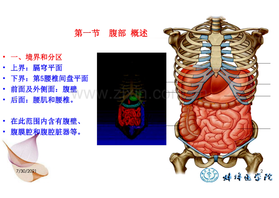 人体断层与影像解剖学：腹部断层解剖 (2).pdf_第2页