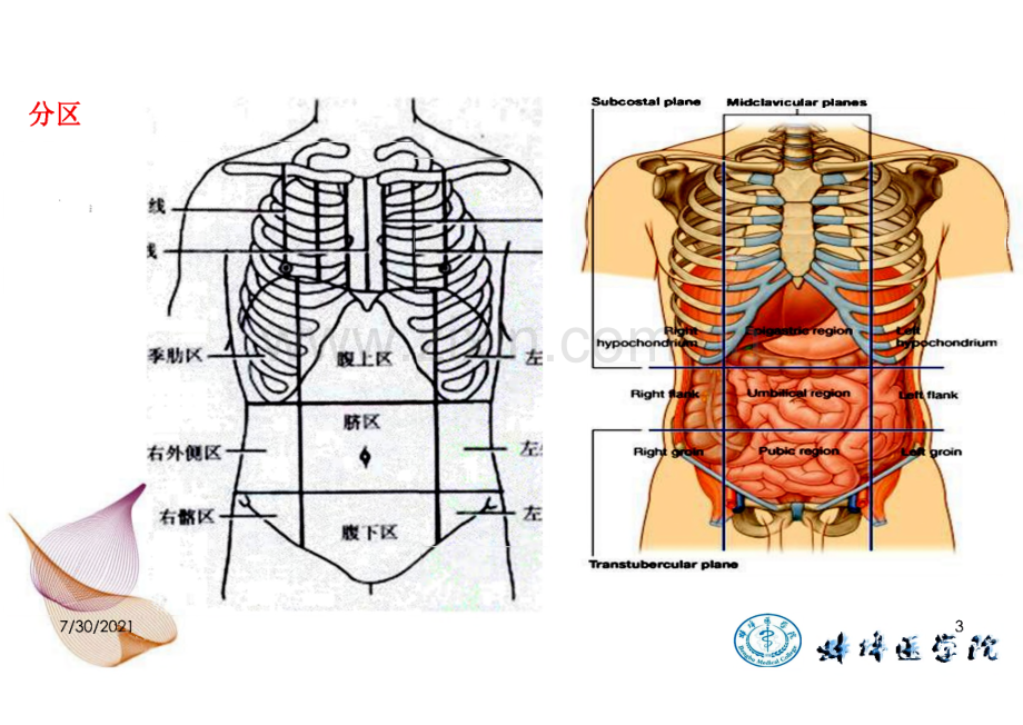 人体断层与影像解剖学：腹部断层解剖 (2).pdf_第3页