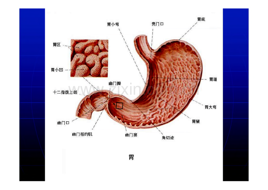 胃癌的护理课件.pdf_第2页