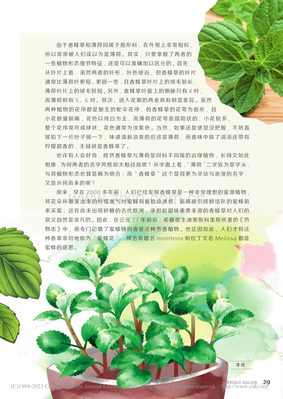 27-33 香蜂草_备受推崇的芳香圣草.pdf_第3页