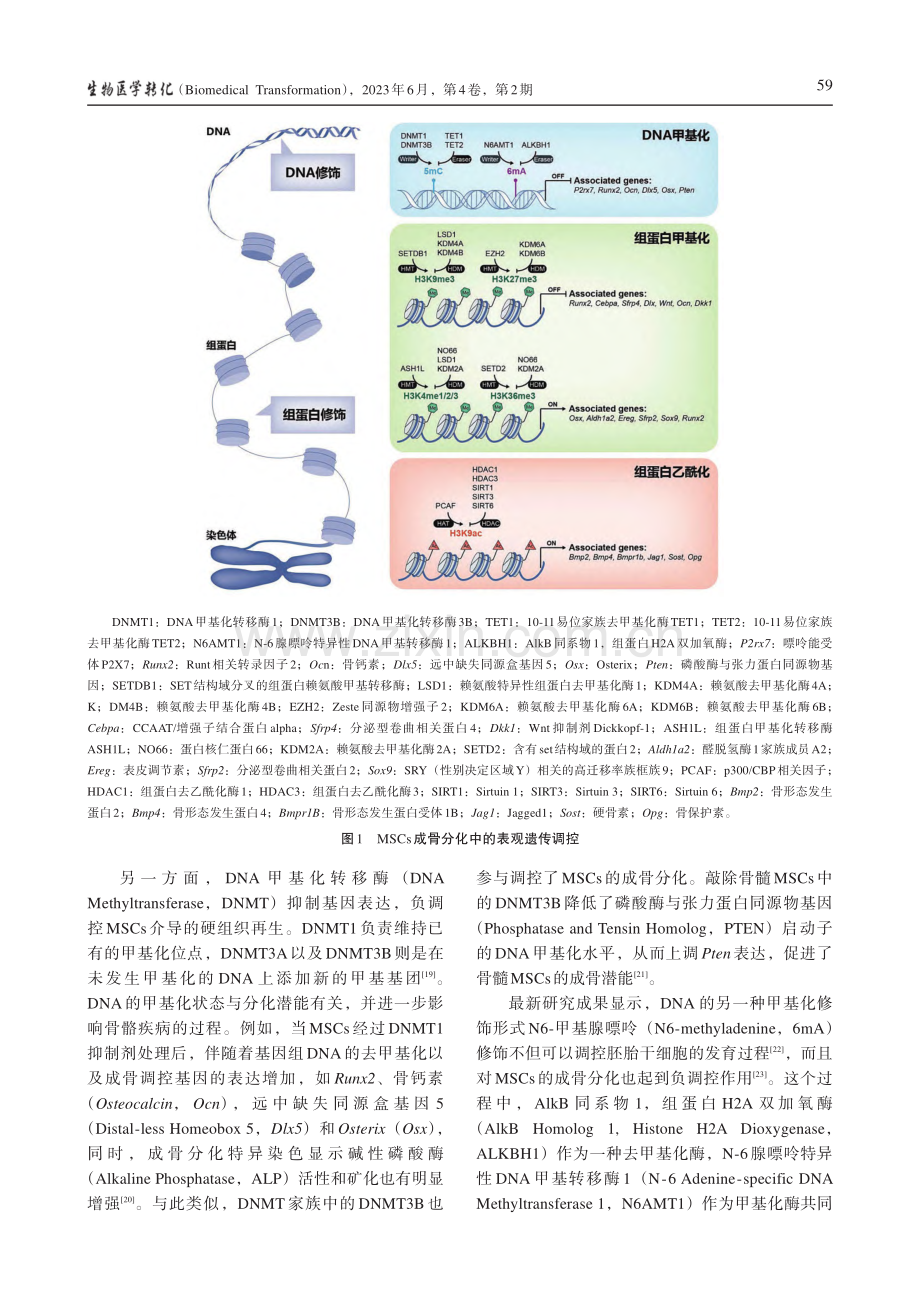 表观遗传和代谢调控间充质干细胞成骨分化的研究进展_石玉.pdf_第3页