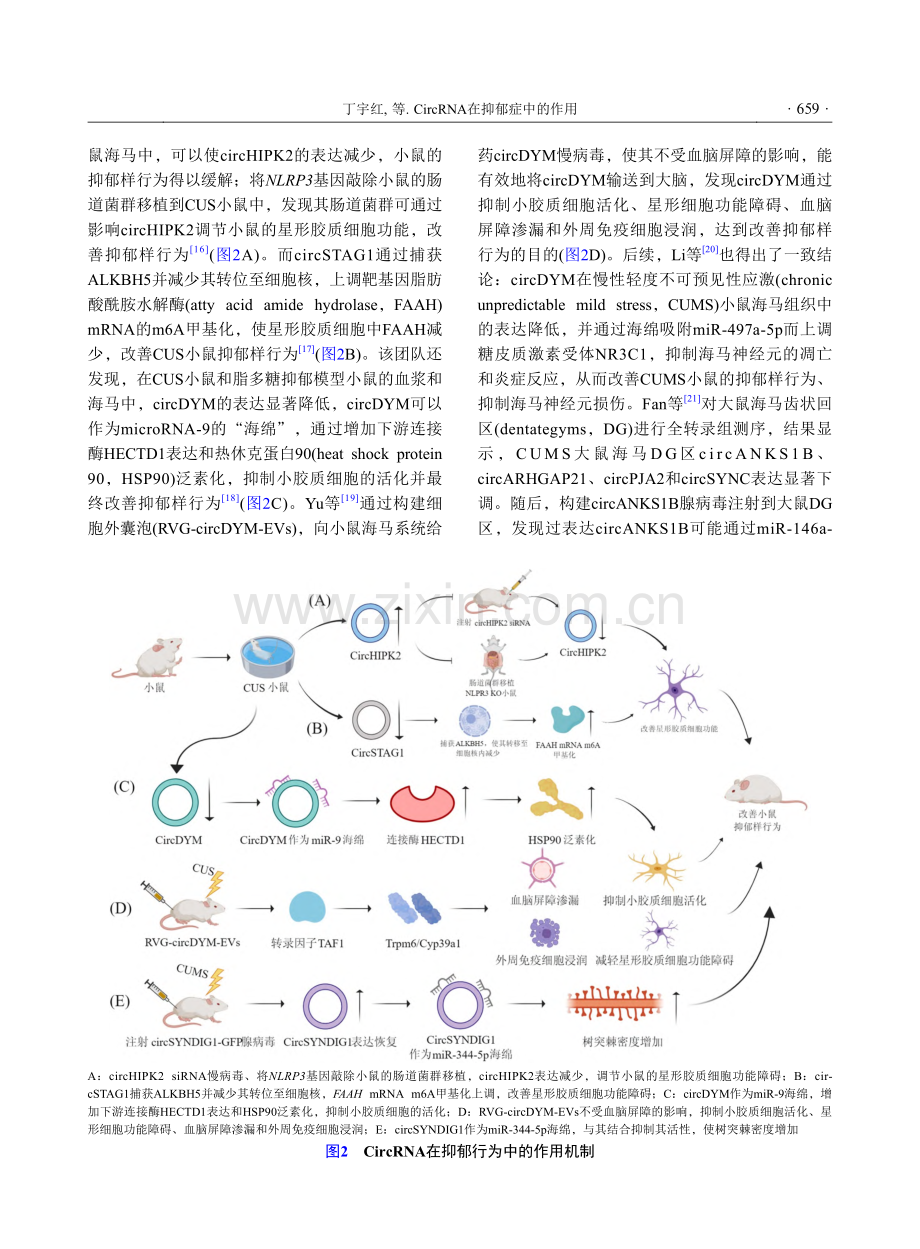 CircRNA在抑郁症中的作用_丁宇红.pdf_第3页