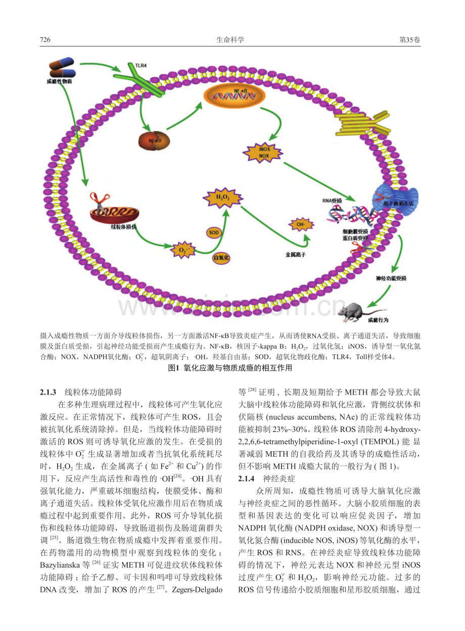 从氧化应激视角探讨物质成瘾_韩爽.pdf_第3页